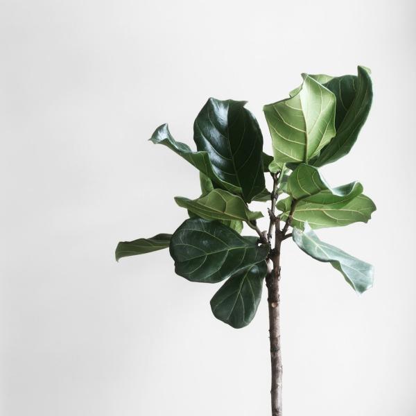 Cây Thường Xuân Bonsai Mini
