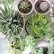 Hướng Dẫn Chăm Sóc Monstera Cho Người Mới