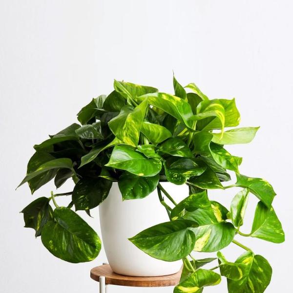 Bộ Dụng Cụ Trồng Cây 5 Món