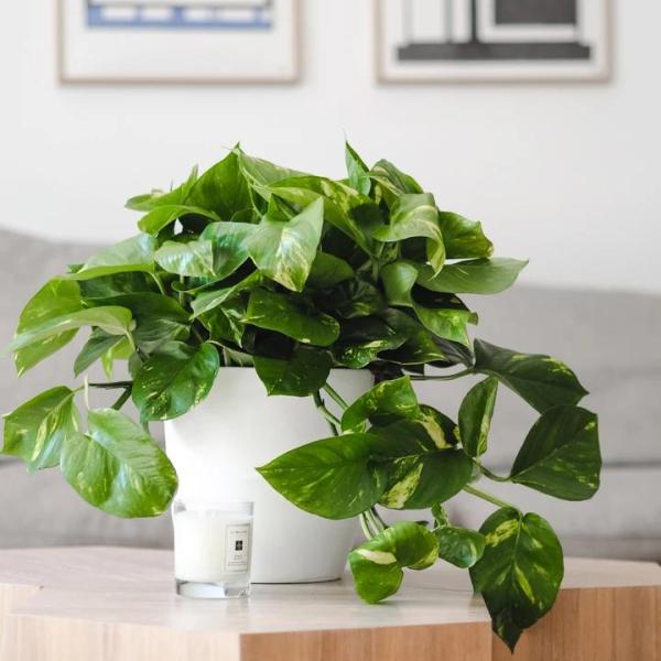 Trầu Bà Để Bàn – Chậu Gỗ