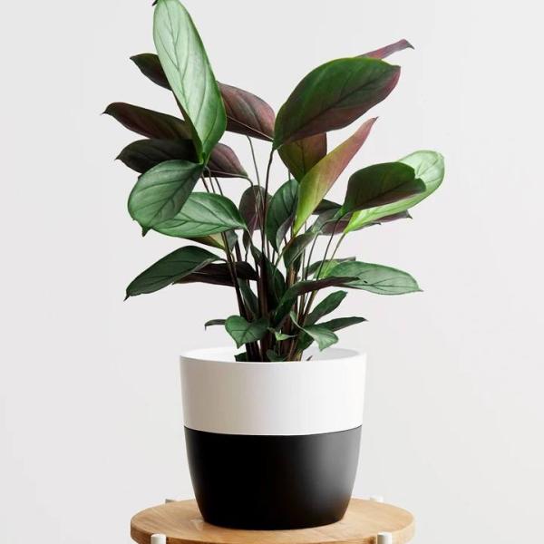 Cây Lọc Khí Peace Lily