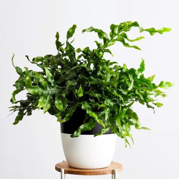 Bonsai Sung Cổ Thụ