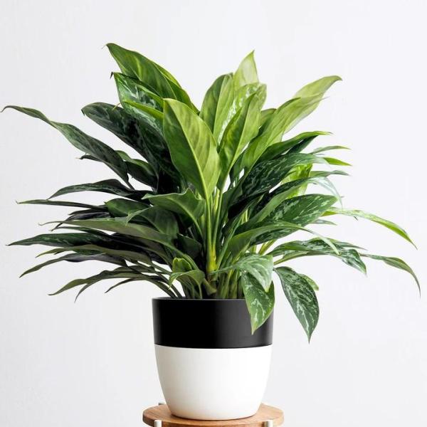 Cây Cành Palmê Areca