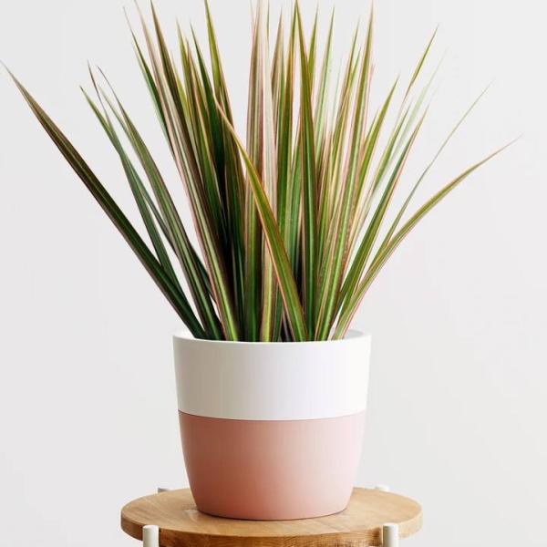 Cây Lưỡi Hổ Lớn 60-80cm