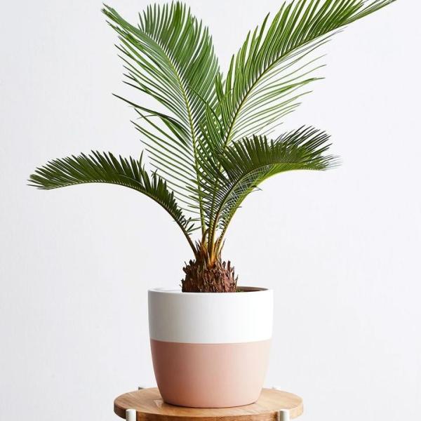 Cây Dracaena Cành Vàng