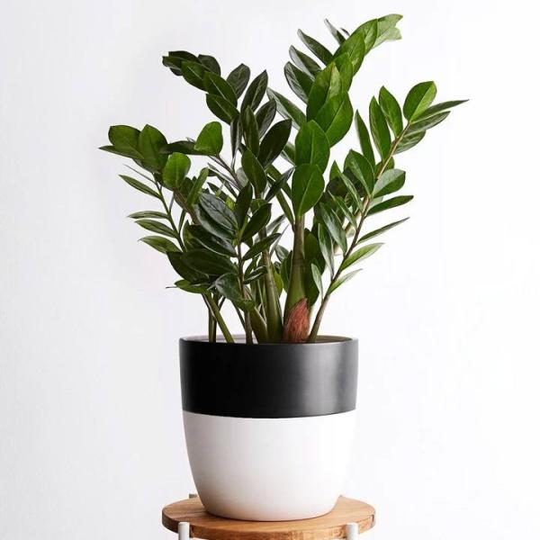 Tradescantia Tím Treo Chậu
